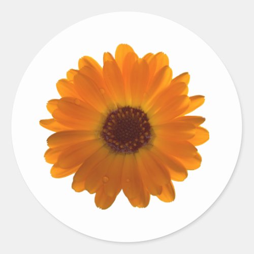 Calendula Classic Round Sticker