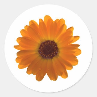 Calendula Classic Round Sticker
