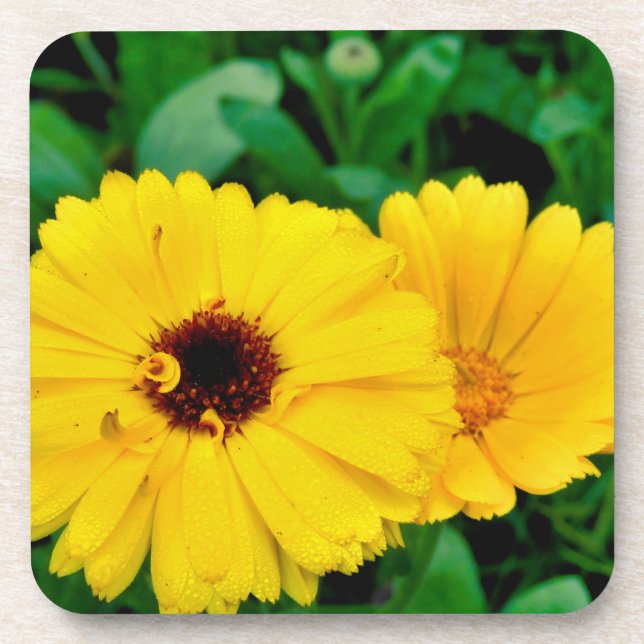 Calendula Officinalis Beverage Coaster (Front)
