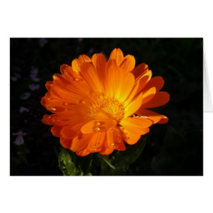 Calendula officinalis cards