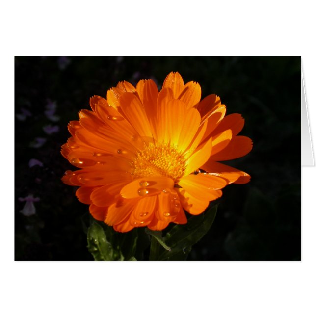 Calendula officinalis cards (Front Horizontal)