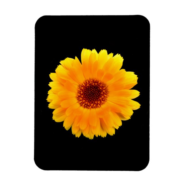 Calendula Officinalis Magnet (Vertical)