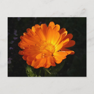 Calendula officinalis postcard