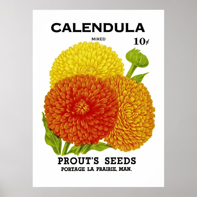 Calendula Vintage Seed Packet Poster (Front)