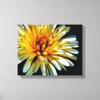 Calendula Wow Canvas Print