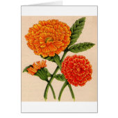 calendulas in orange (Front)