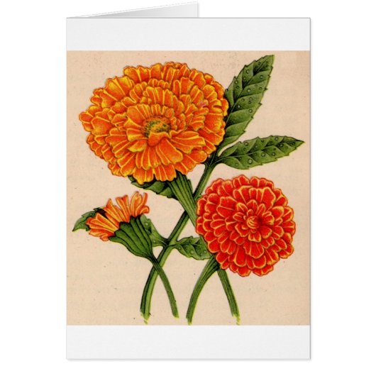 calendulas in orange cards (Front)
