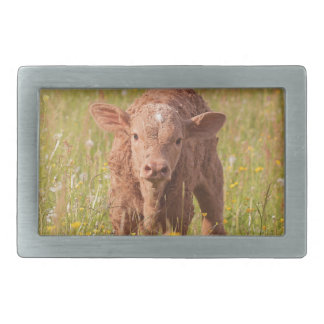 calf-7902 rectangular belt buckle