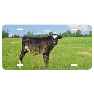 Calf at green fields license plate