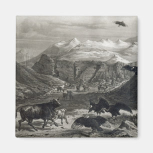 Calf being attacked by the Condors Magnet
