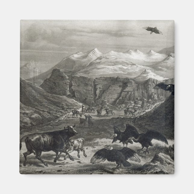 Calf being attacked by the Condors Magnet (Front)
