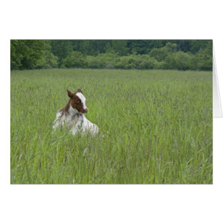 Calf Cards