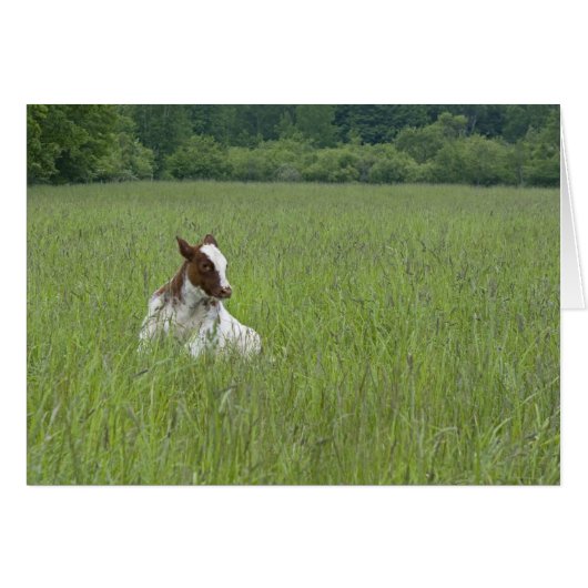 Calf Cards (Front Horizontal)