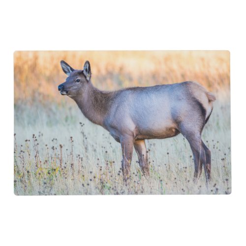 Calf Elk  Madison Junction Wyoming Placemat