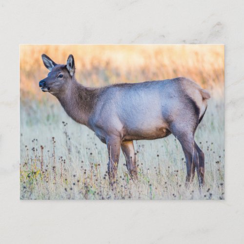 Calf Elk  Madison Junction Wyoming Postcard
