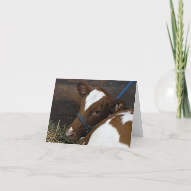 Calf greeting card (Front)