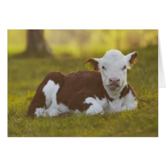 Calf Resting Cards (Front Horizontal)