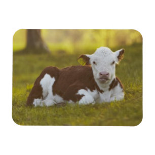 Calf Resting Magnet