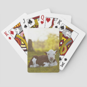 Calf Resting Poker Cards