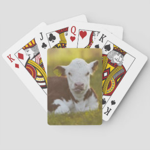 Calf Resting Poker Cards