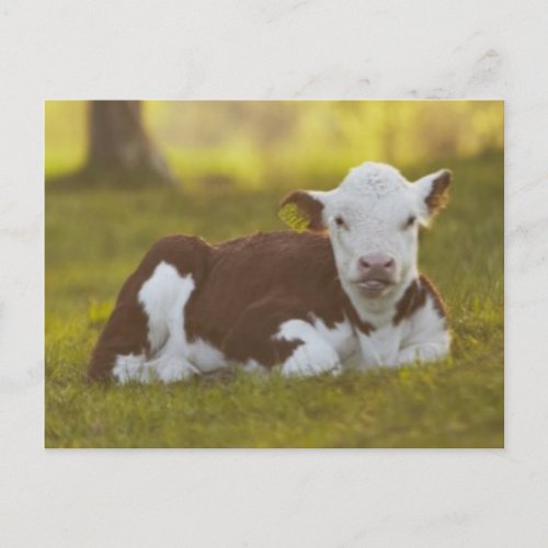 Calf Resting Postcard