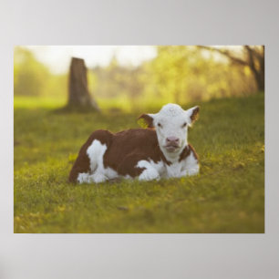 Calf Resting Poster