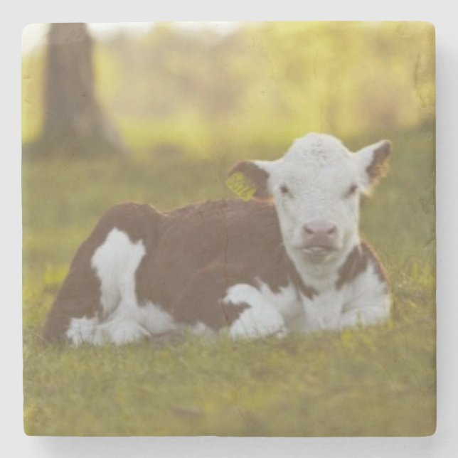 Calf Resting Stone Coaster (Front)