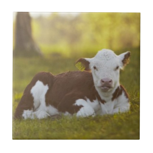 Calf Resting Tile (Front)