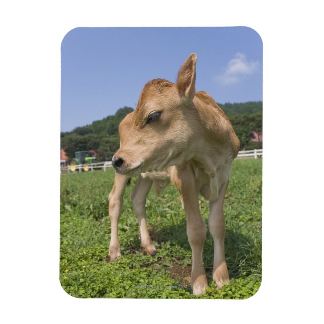 Calf standing magnet (Vertical)