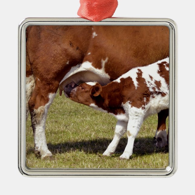 Calf suckling metal ornament (Front)