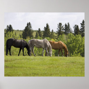 Calgary, Alberta, Canada Poster