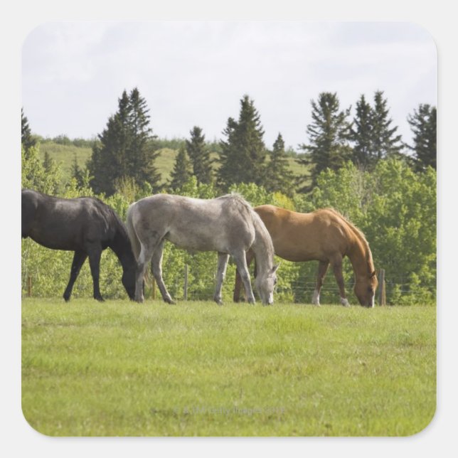 Calgary, Alberta, Canada Square Sticker (Front)