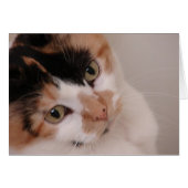 Calico Beauty Cat (Front Horizontal)