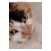 Calico Beauty Cat (Front)