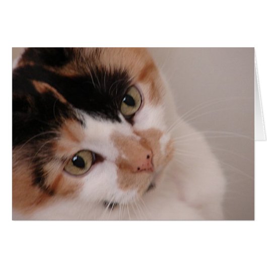 Calico Beauty Cat Cards (Front Horizontal)