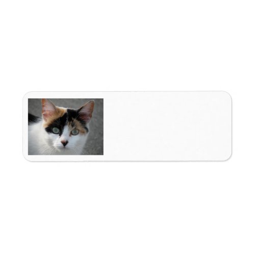 Calico Cat Address labels