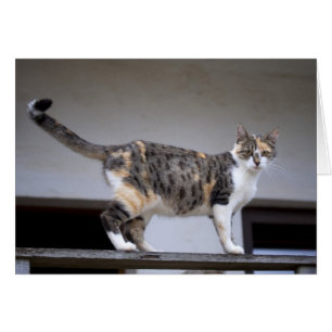 Calico Cat at the balcony Cards