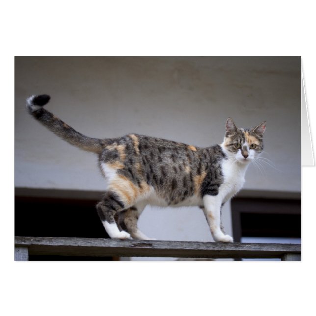 Calico Cat at the balcony Cards (Front Horizontal)