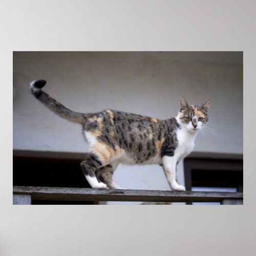 Calico Cat at the balcony Poster