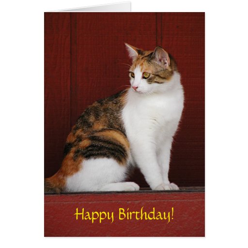 Calico Cat Birthday Card | Zazzle