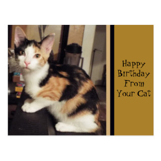 Calico Cat Birthday Gifts on Zazzle