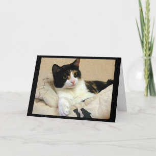 Calico Cat Birthday Wishes Card