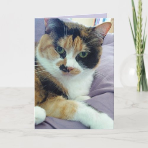Calico Cat Blank Greeting Card