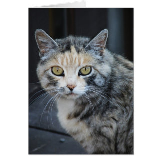 Calico Cat Cards