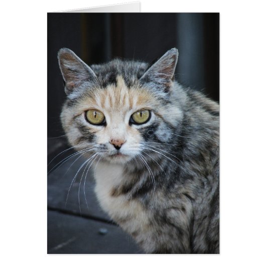 Calico Cat Cards (Front)