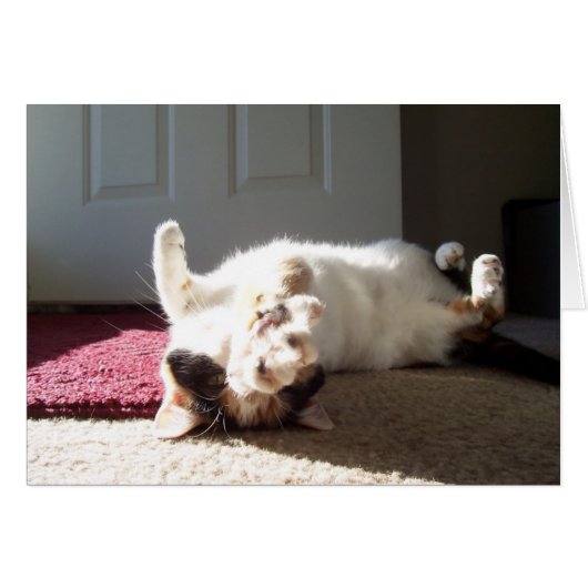 Calico cat cards (Front Horizontal)