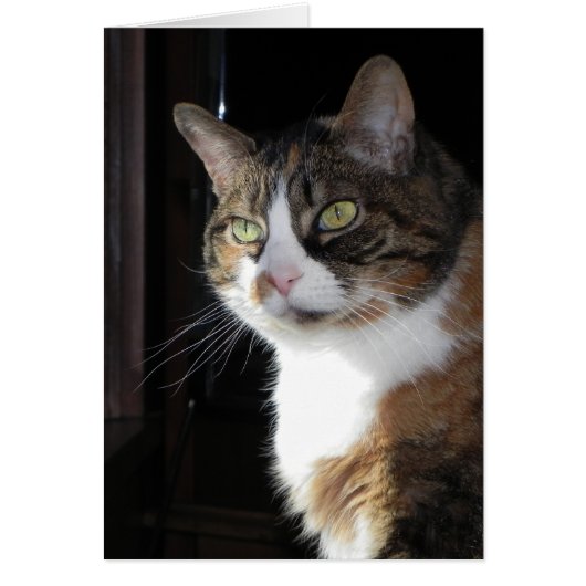 Calico Cat Cards (Front)