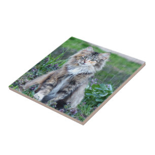 Calico Cat Ceramic Tile