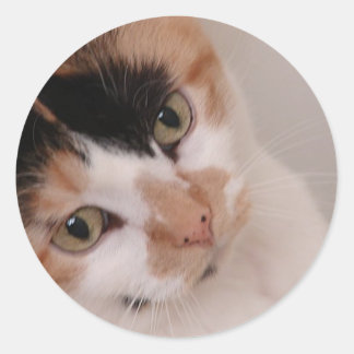 Calico Cat Stickers | Zazzle