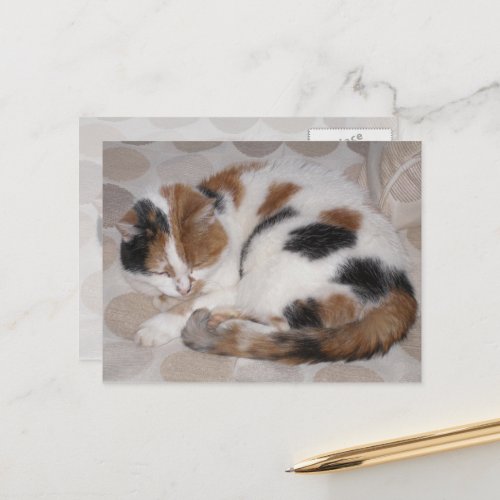 Calico cat curled up on bed postcard